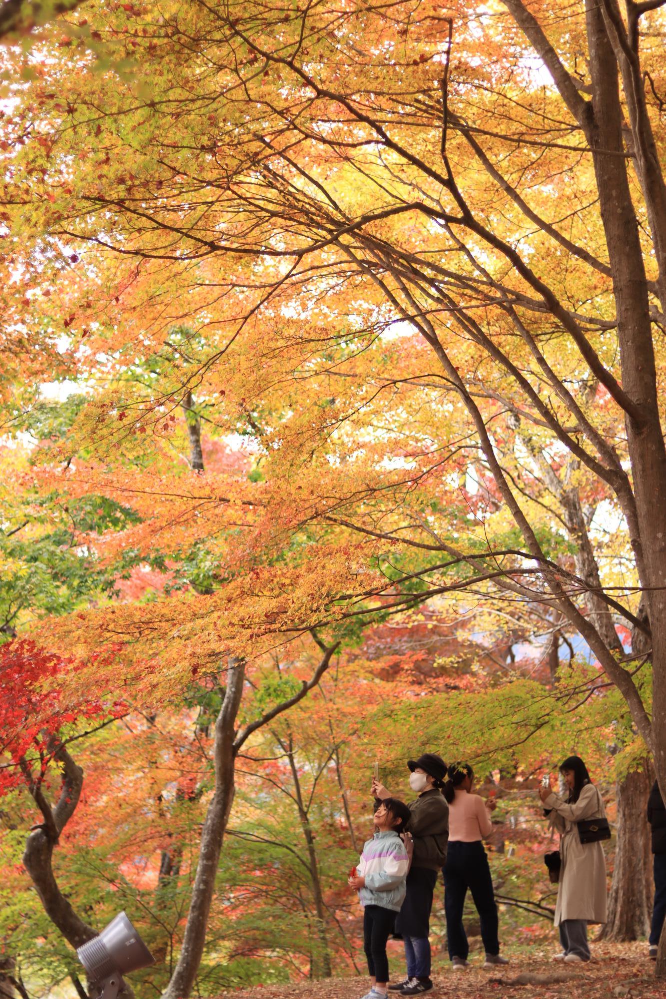 11月24日：最上山もみじ山の紅葉見ごろに 観光客でにぎわう／宍粟市