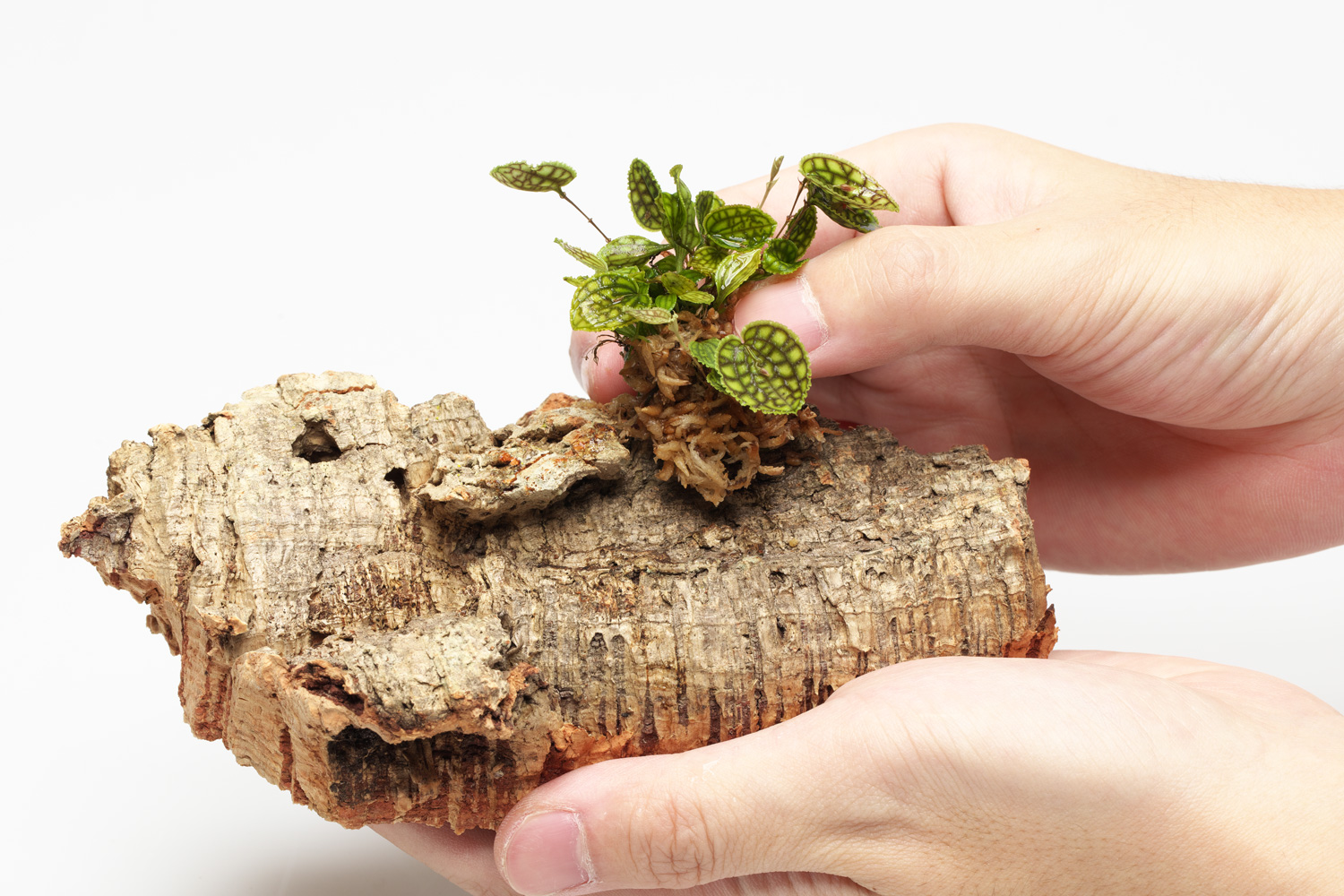 NEW JUNGLE PLANTS 「小型着生ラン」 | AQUA DESIGN AMANO