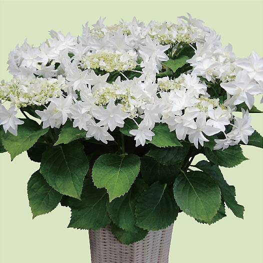 品種紹介｜島根県アジサイ研究会公式サイト