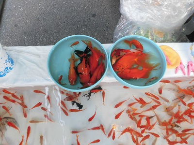 ラジパル日記 – お祭りで金魚すくいのプロ小学生と出会った！ - ABS