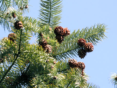 コウヨウザン (Cunninghamia lanceolata)