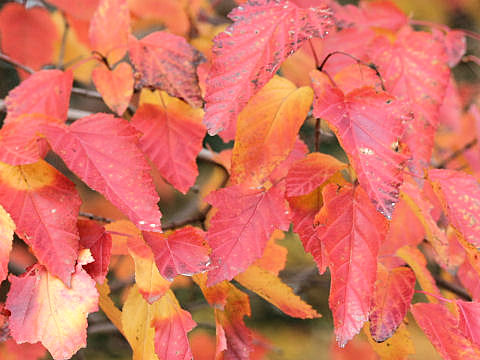 カラコギカエデ (Acer ginnala)