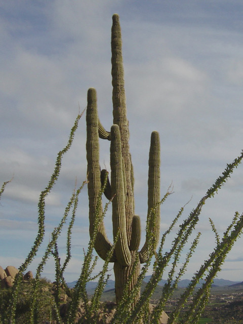 ベンケイチュウ (Carnegiea gigantea)