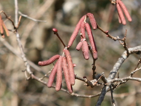 ハシバミ (Corylus heterophylla var. thunbergii)