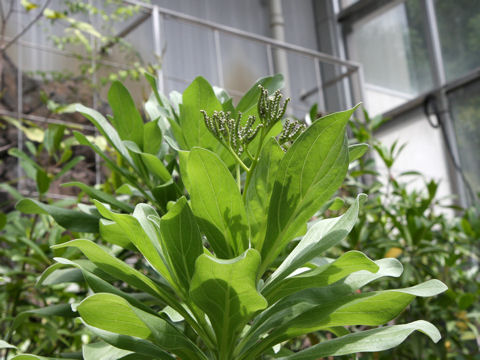 モンパノキ (Argusia argentea)