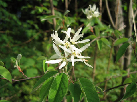 ザイフリボク (Amelanchier asiatica)