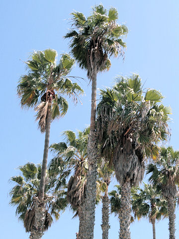 ワシントンヤシモドキ (Washingtonia robusta)