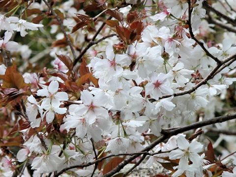 ヤマザクラ (Prunus jamasakura)