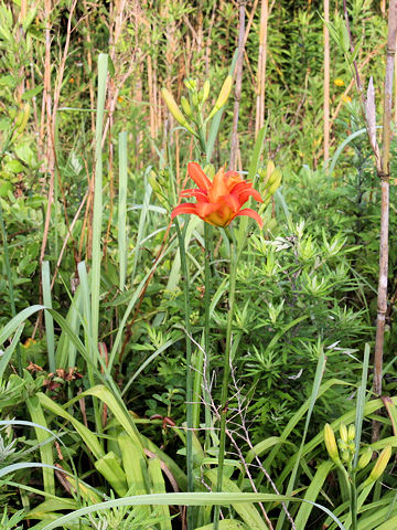 ヤブカンゾウ (Hemerocallis fulva var. kwanso)