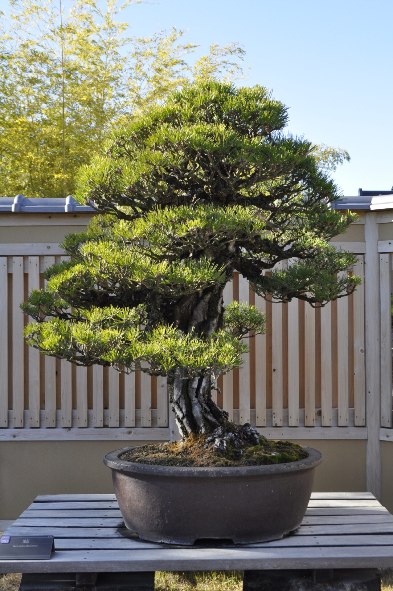 埼玉市大宫盆栽美术馆