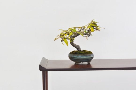 寒グミ 1点もの No.366の盆栽を販売｜通信教育の盆栽妙 – 盆栽妙 本店