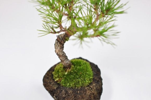 黒松 石付きの盆栽を販売｜入門は盆栽妙 – 盆栽妙 本店