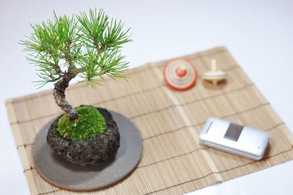 黒松 石付きの盆栽を販売｜入門は盆栽妙 – 盆栽妙 本店