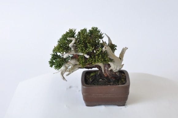 真柏 1点もの No.400の盆栽を販売｜通信講座は盆栽妙 – 盆栽妙 本店