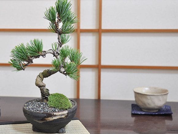 四国五葉松の盆栽を販売｜入門は盆栽妙 – 盆栽妙 本店