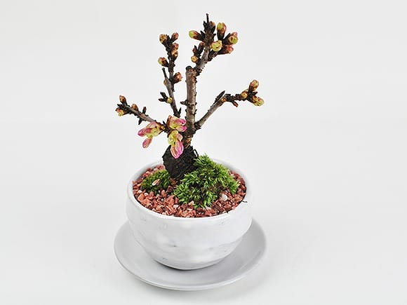 ミニ桜の盆栽 白波和鉢｜入門は盆栽妙 – 盆栽妙 本店