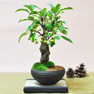 一点物 匠の盆栽】 姫国光 No.177｜盆栽妙 – 盆栽妙 本店