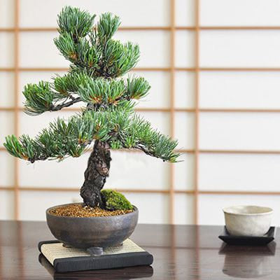 松盆栽 松柏類のミニ盆栽販売｜盆栽妙 – Page 7 – 盆栽妙 本店