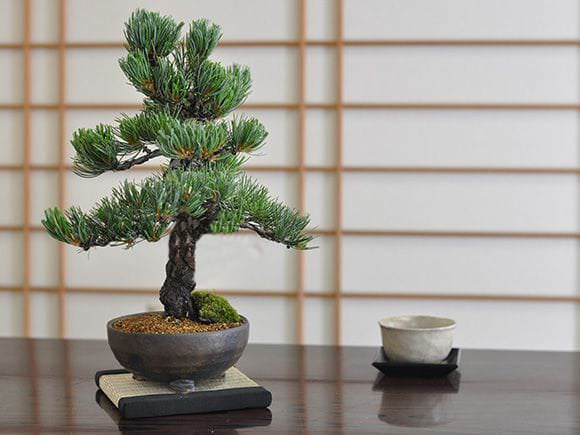 鬼無の盆栽 五葉松を販売｜ 盆栽妙 – 盆栽妙 本店