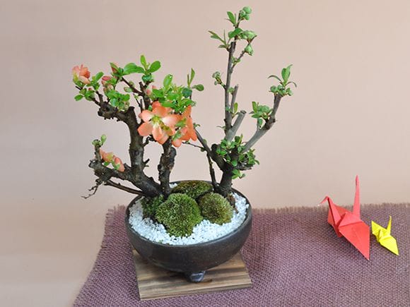 樺長寿と白寿の紅白2本立ちの盆栽を販売｜盆栽妙 – 盆栽妙 本店