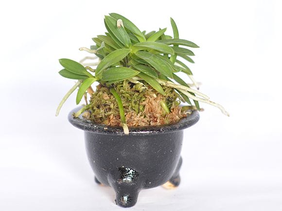 富貴ラン 蘭の盆栽を販売｜盆栽妙 – 盆栽妙 本店