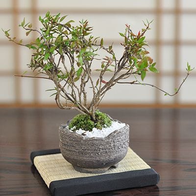 チリメンカズラ（縮緬葛）盆栽の販売｜盆栽妙 – 盆栽妙 本店