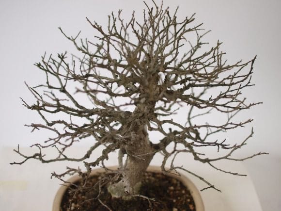 榎 1点もの No.121の盆栽を販売｜学べる盆栽妙 – 盆栽妙 本店