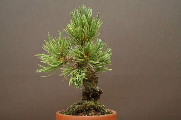 宮島五葉松 小品盆栽 樹齢15年の一点物盆栽を販売｜盆栽妙 – 盆栽妙 本店