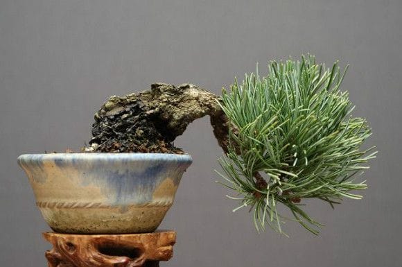 宮島五葉松 小品盆栽 樹齢20年の一点物盆栽を販売｜盆栽妙 – 盆栽妙 本店