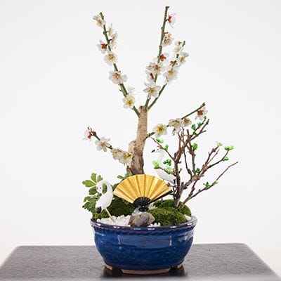 岩石性黒松の盆栽を販売｜盆栽妙 – 盆栽妙 本店