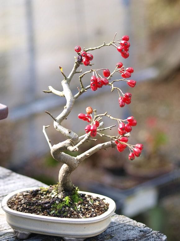 カマツカ 1点もの No.16の盆栽を販売｜ギフトを贈るなら盆栽妙 – 盆栽