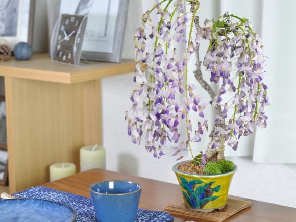 藤 中サイズ 九谷焼の盆栽を販売｜盆栽妙 – 盆栽妙 本店