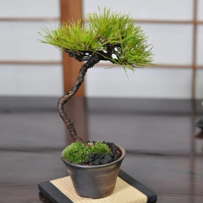 赤石五葉松 中品の盆栽を販売｜盆栽妙 – 盆栽妙 本店