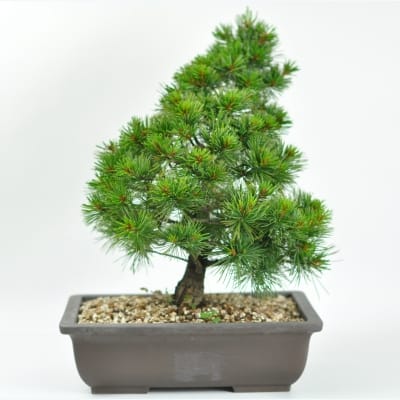 赤石五葉松 中品の盆栽を販売｜盆栽妙 – 盆栽妙 本店
