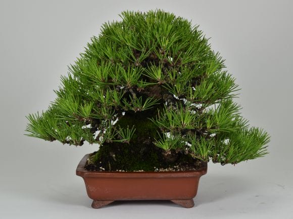 匠の盆栽】黒松 1点もの No.257【平松浩二】の盆栽を販売｜盆栽妙