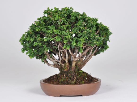 匠の盆栽】石化ヒノキ 1点もの No.259【平松浩二】の盆栽を販売｜盆栽