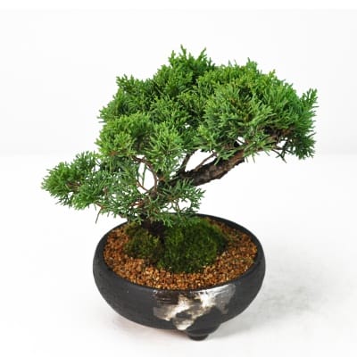 真柏（シンパク）盆栽の販売｜盆栽妙 – 盆栽妙 本店