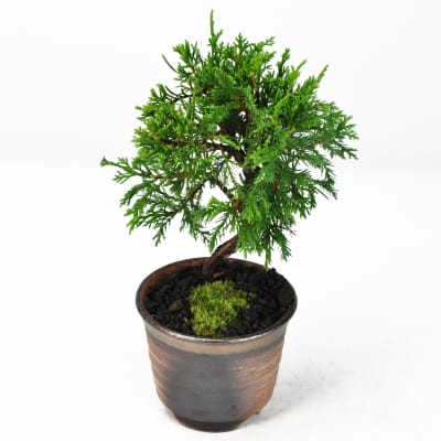 岩石性黒松の盆栽を販売｜盆栽妙 – 盆栽妙 本店