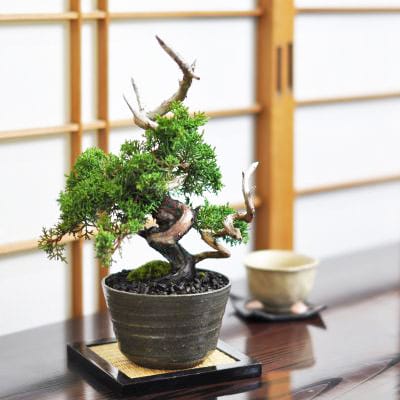 真柏（シンパク）盆栽の販売｜盆栽妙 – 盆栽妙 本店