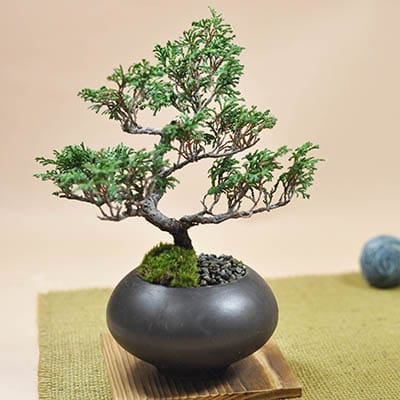 1号鉢(幅3～4cm)の販売｜盆栽鉢の盆栽妙 – 盆栽妙 本店