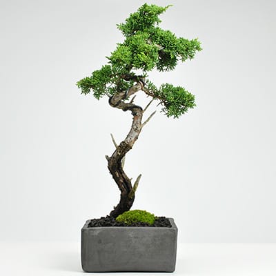 根上がり錦松の盆栽を販売｜入門は盆栽妙 – 盆栽妙 本店