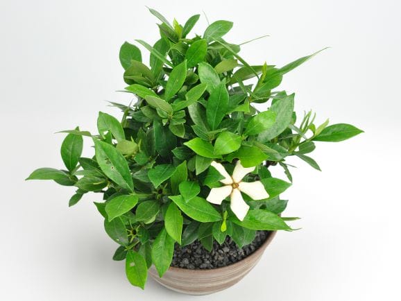 クチナシ 太幹の盆栽を販売｜盆栽妙 – 盆栽妙 本店