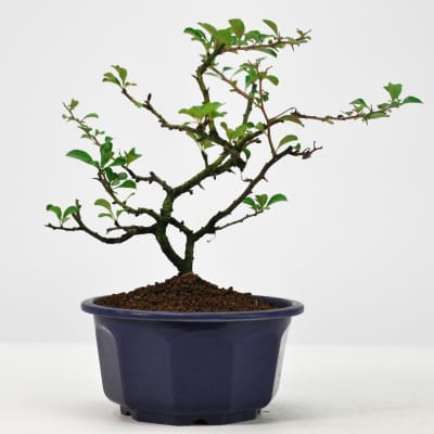 盆栽素材 黒松 曲げありを販売｜盆栽妙 – 盆栽妙 本店