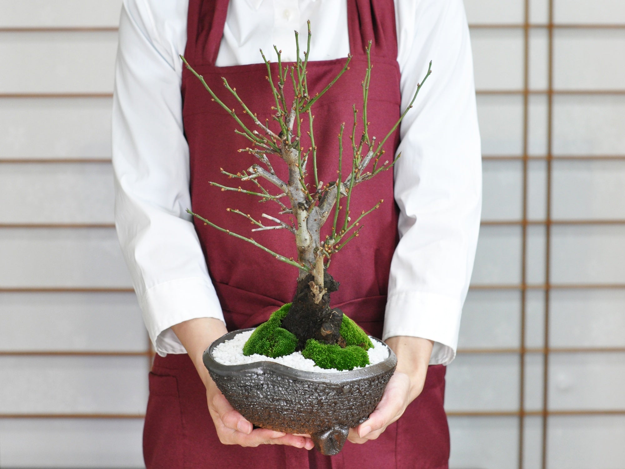 野梅の盆栽を販売｜入門は盆栽妙 – 盆栽妙 本店