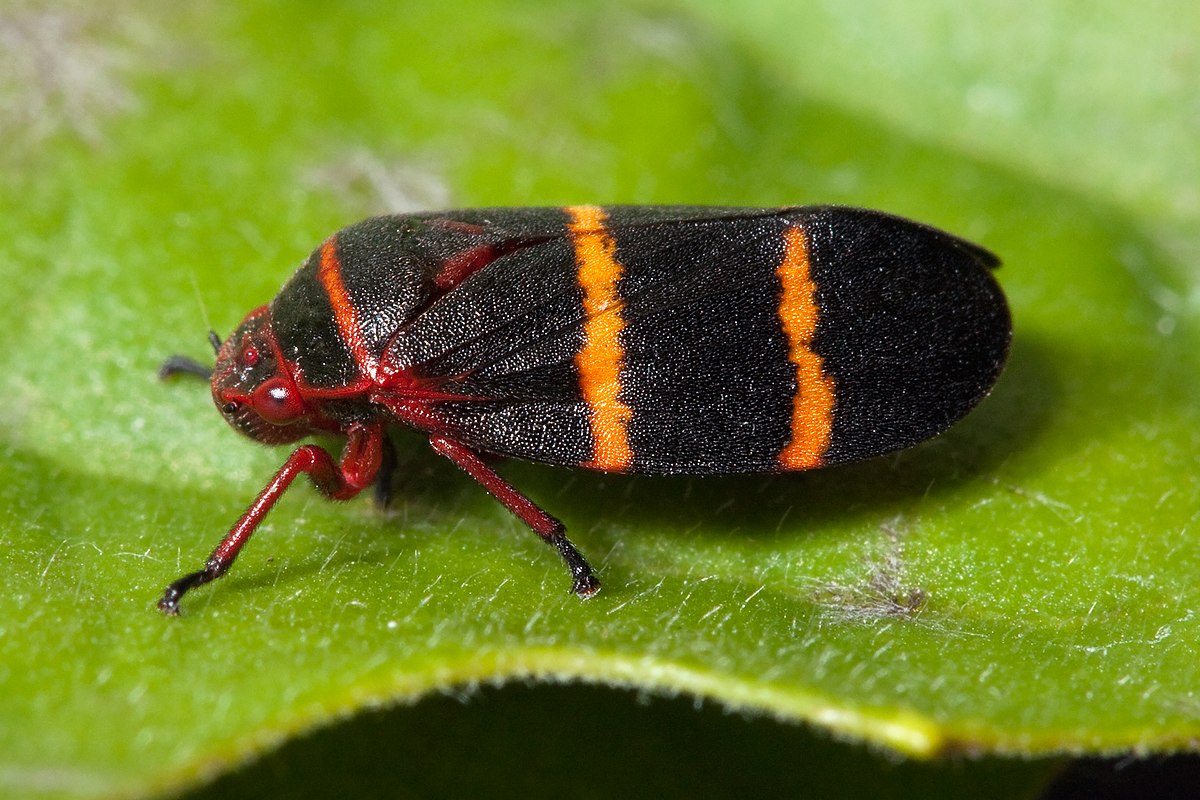 Twolined Spittlebug - Big Island Invasive Species Committee (BIISC)