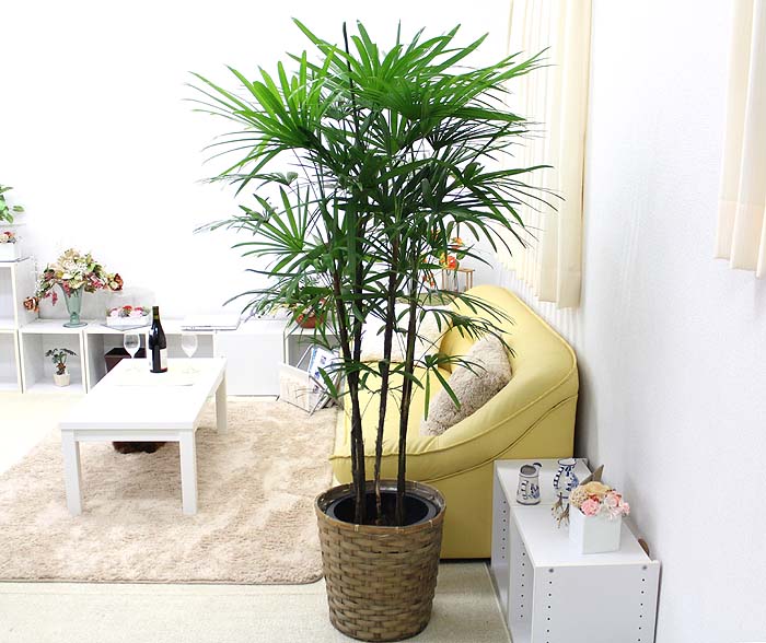 シュロ竹 シュロチク 10号 鉢カバー 通販 販売｜観葉植物の