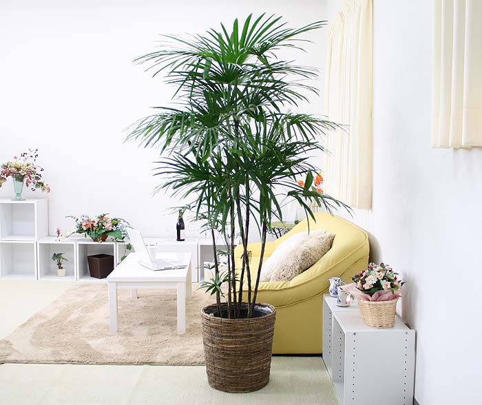 シュロ竹 10号 ブラウンバスケット 通販 販売｜観葉植物のブルーミング