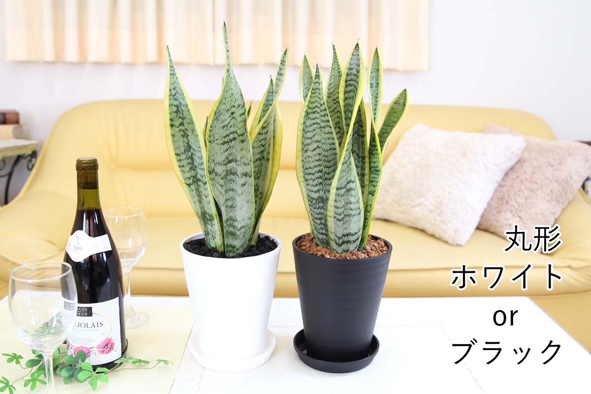 サンスベリア 5号 プラ鉢＆陶器鉢＆セメント鉢 通販 販売｜観葉植物の