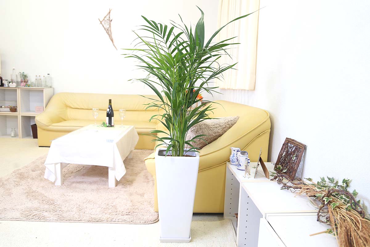 アレカヤシ 9号 陶器鉢通販 販売｜観葉植物のブルーミングスケープ