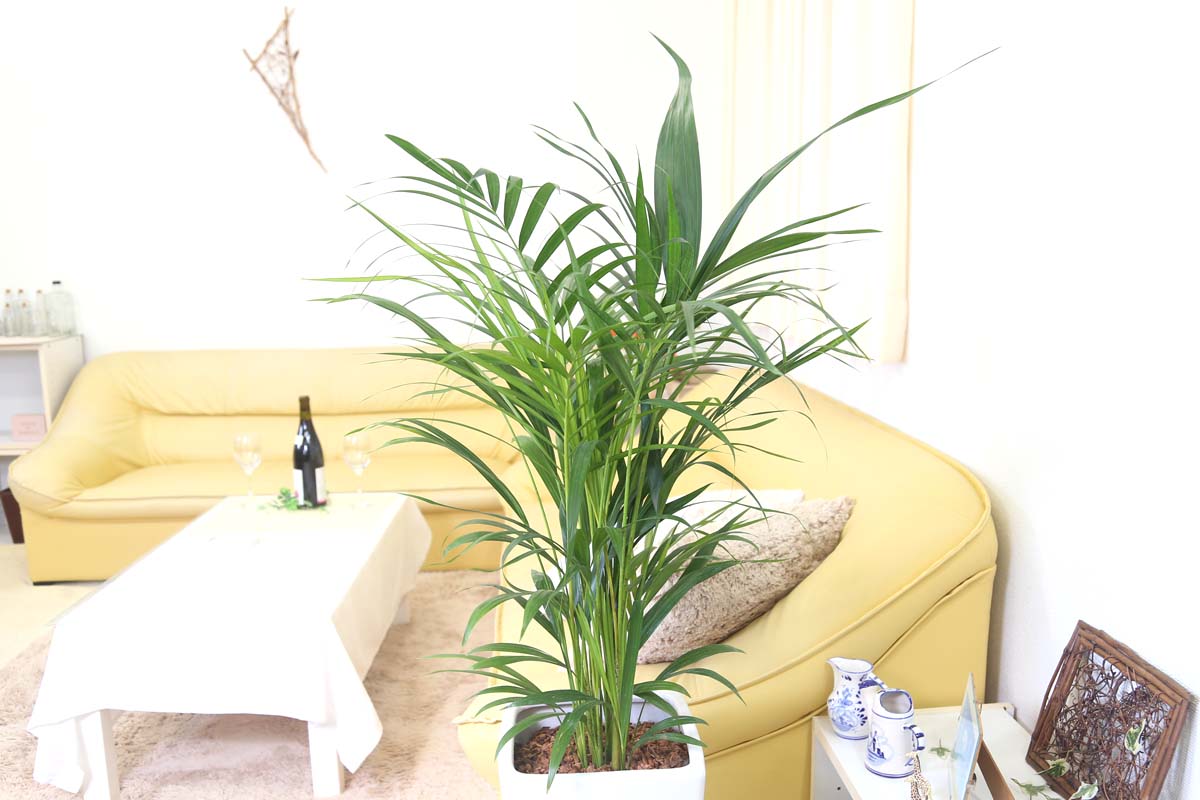 アレカヤシ 9号 陶器鉢通販 販売｜観葉植物のブルーミングスケープ